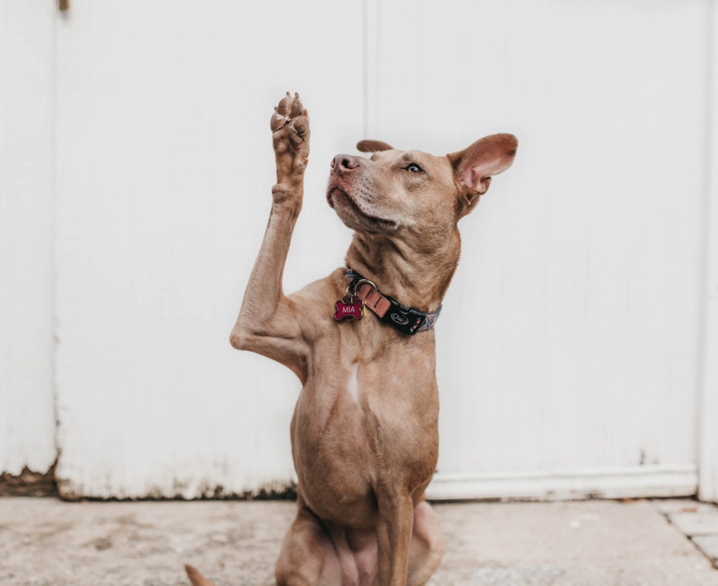 camylla-battani-AoqgGAqrLpU-unsplash