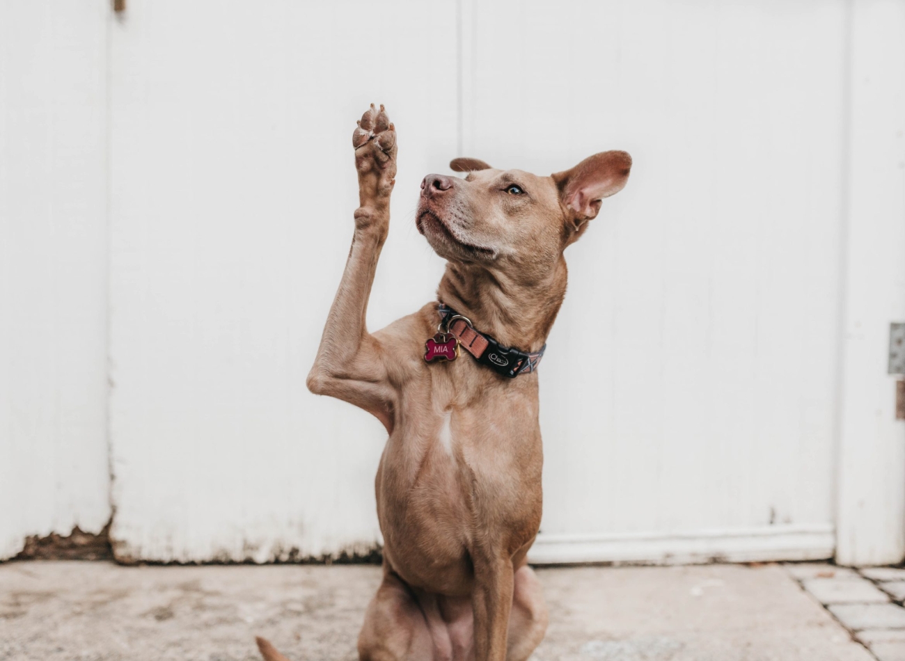 camylla-battani-AoqgGAqrLpU-unsplash