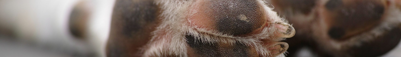 pexels-engin-akyurt-1438798